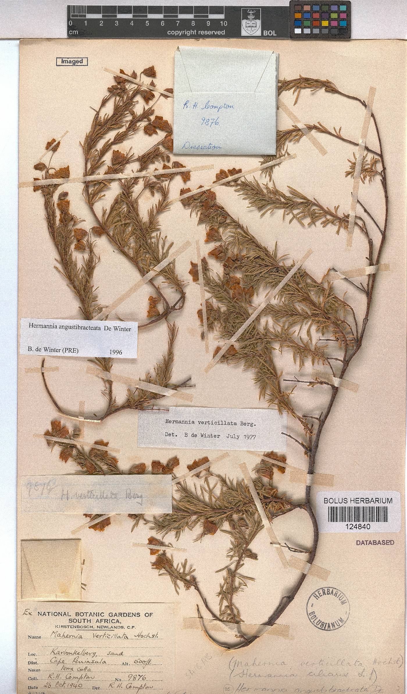 Hermannia angustibracteata image