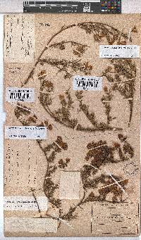 Hermannia angustibracteata image