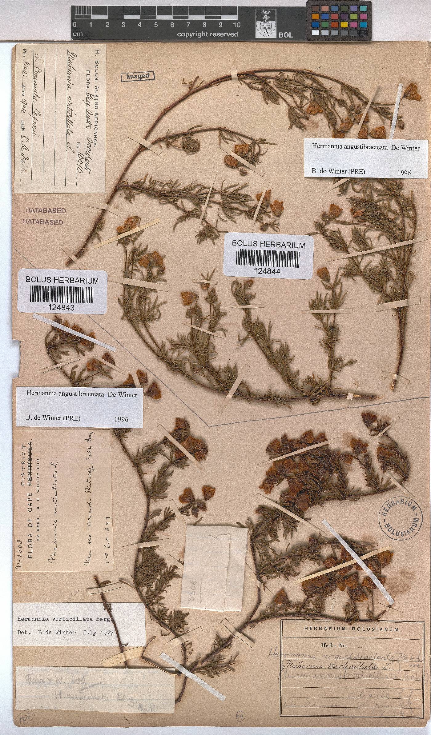 Hermannia angustibracteata image