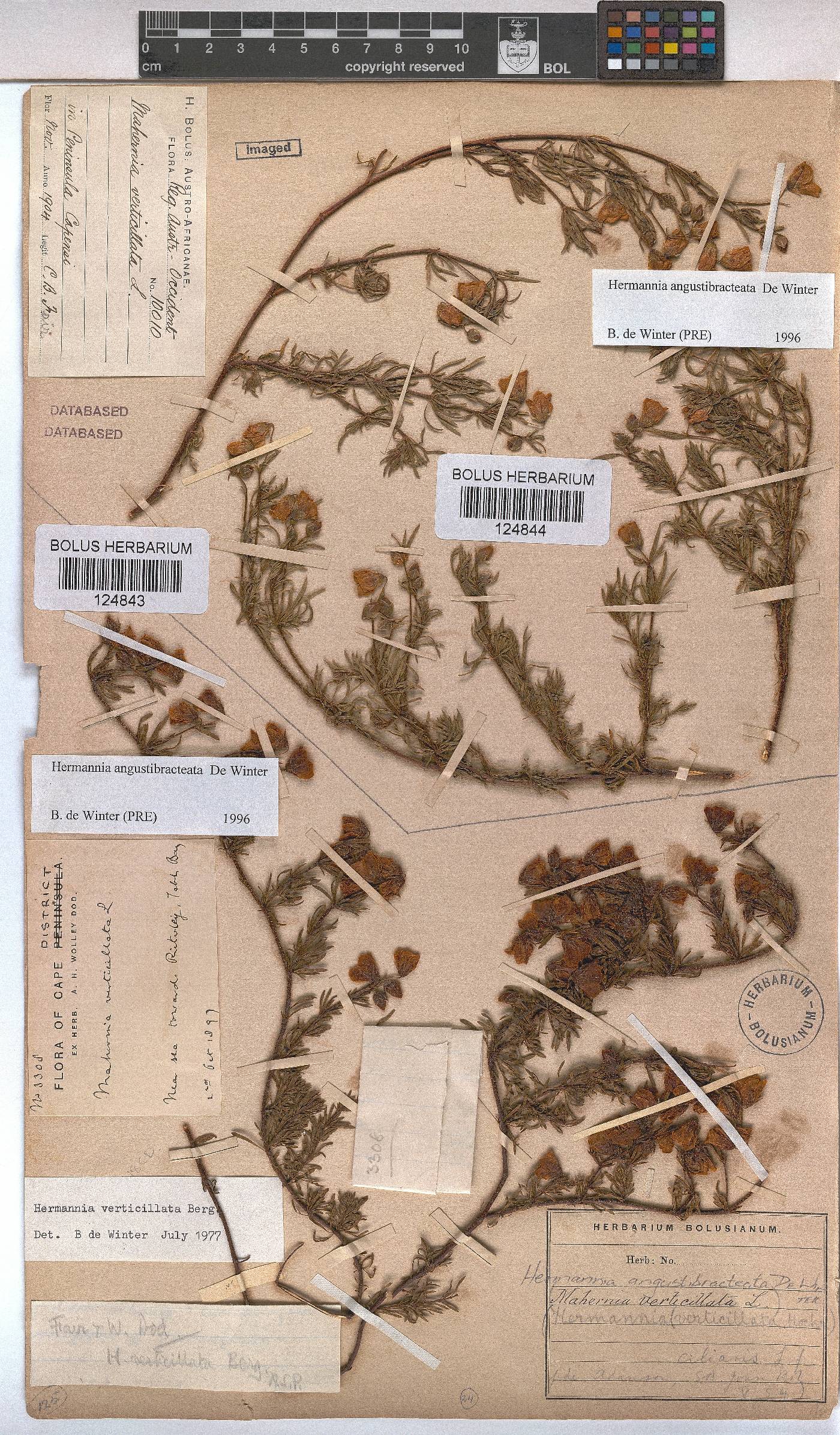 Hermannia angustibracteata image