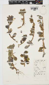 Senecio muirii image