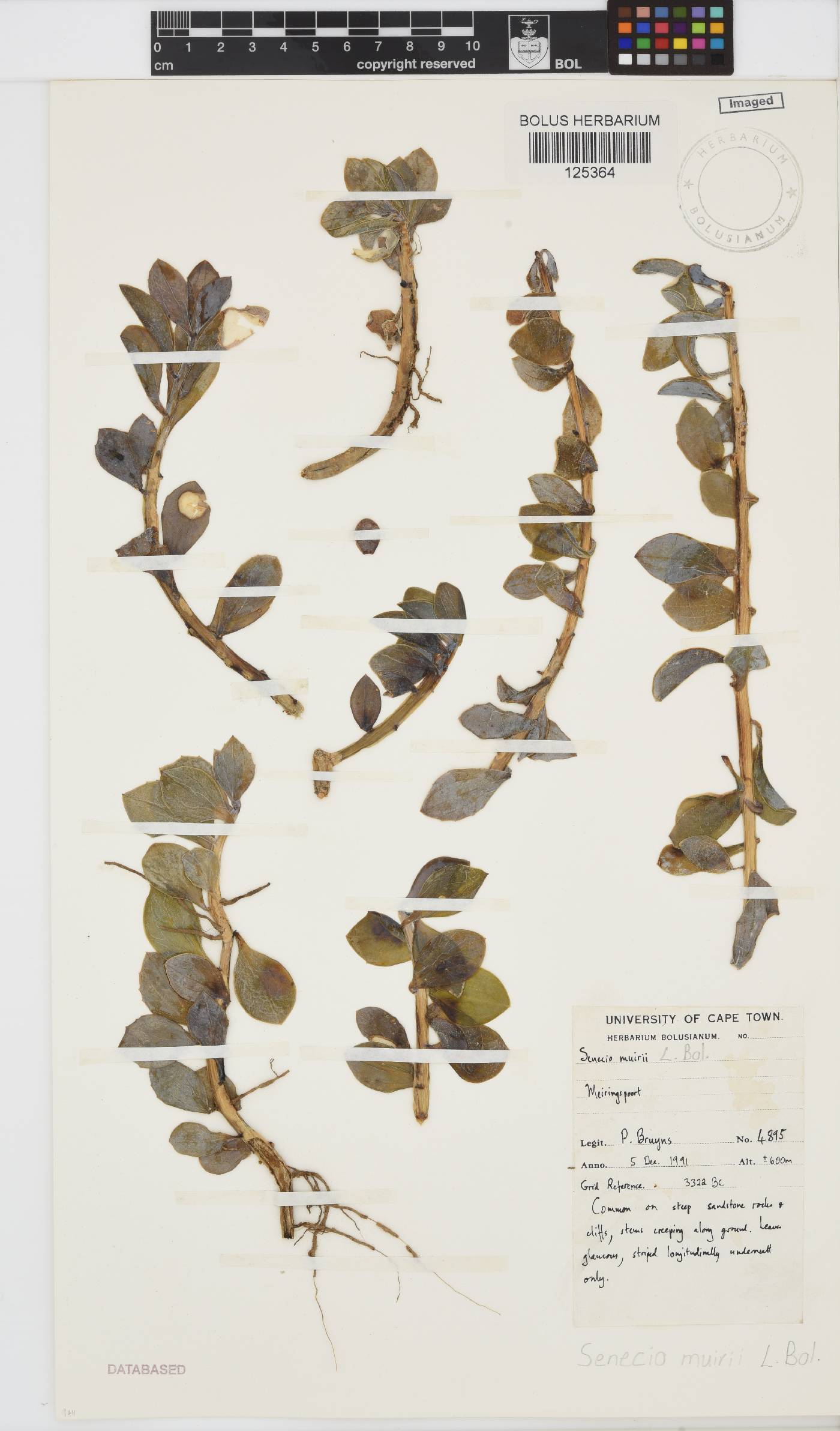 Senecio muirii image