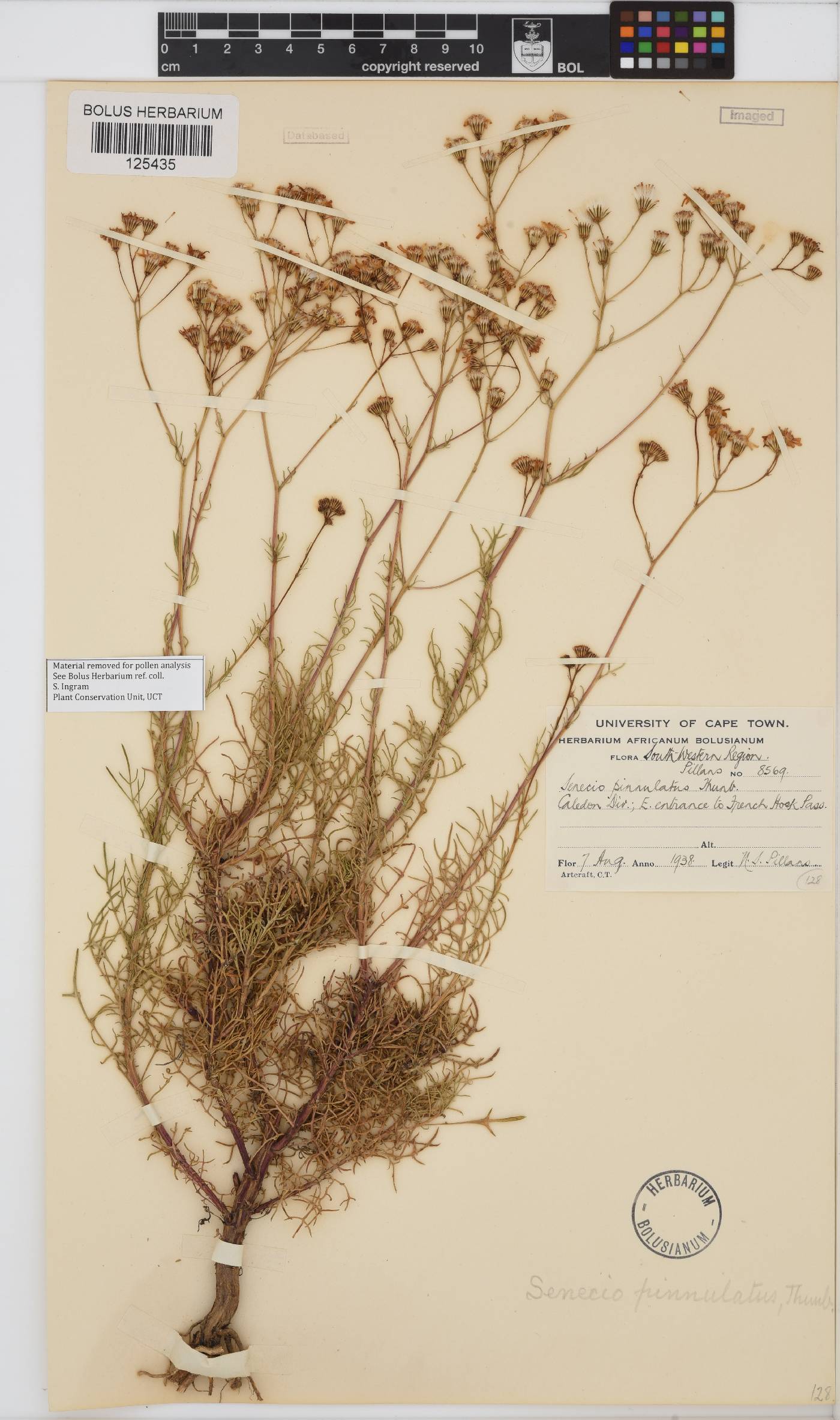 Senecio pinnulatus image