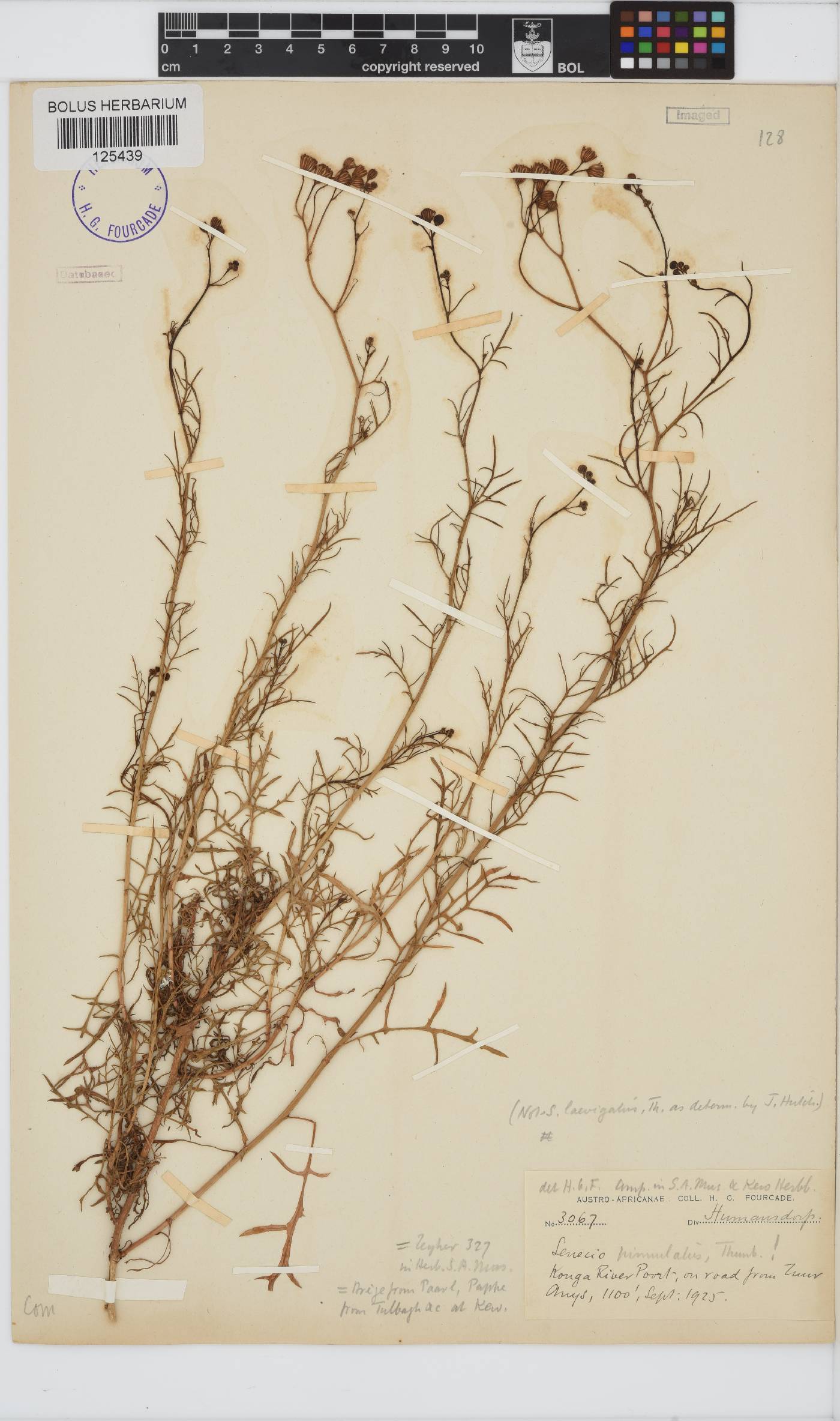 Senecio pinnulatus image