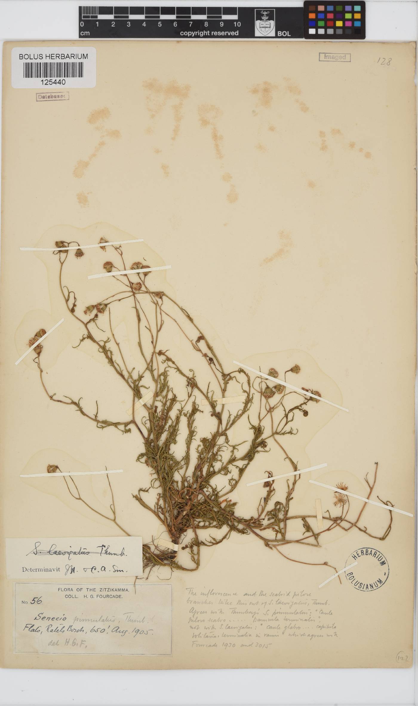 Senecio pinnulatus image