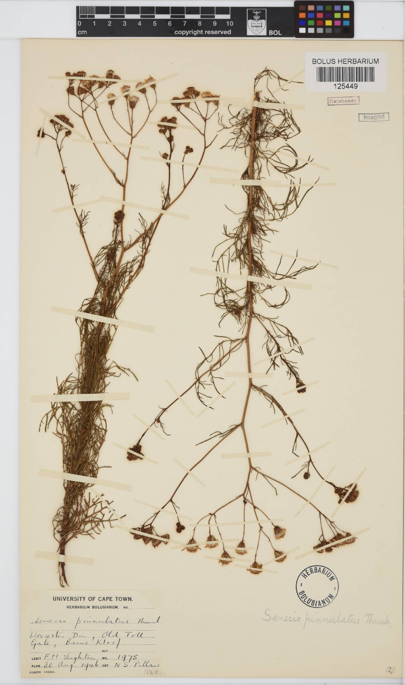 Senecio pinnulatus image