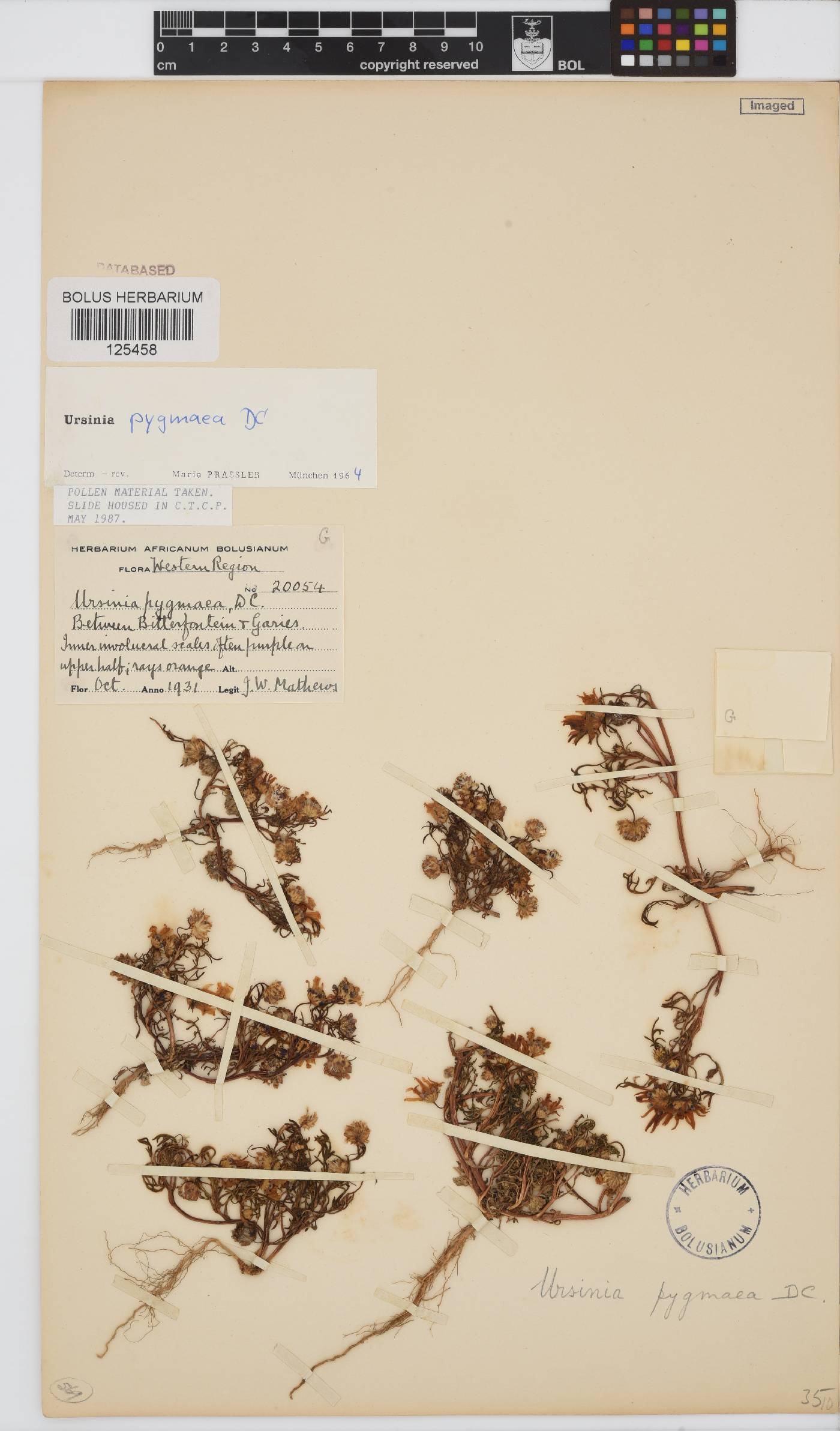 Ursinia pygmaea image