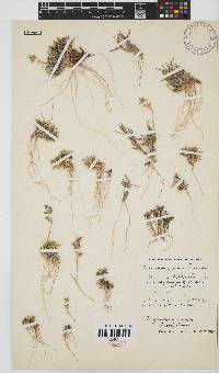 Dregeochloa pumila image