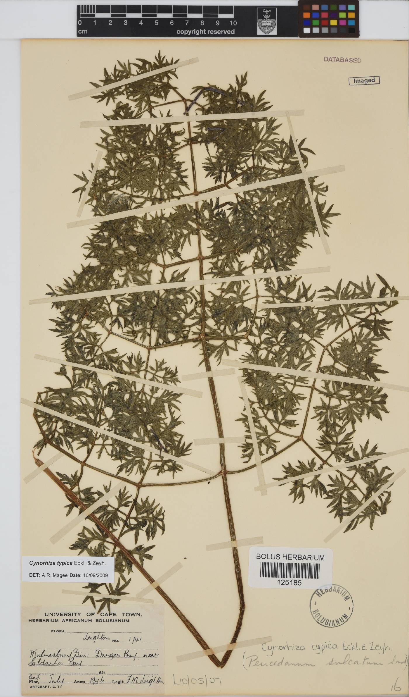 Cynorhiza typica image