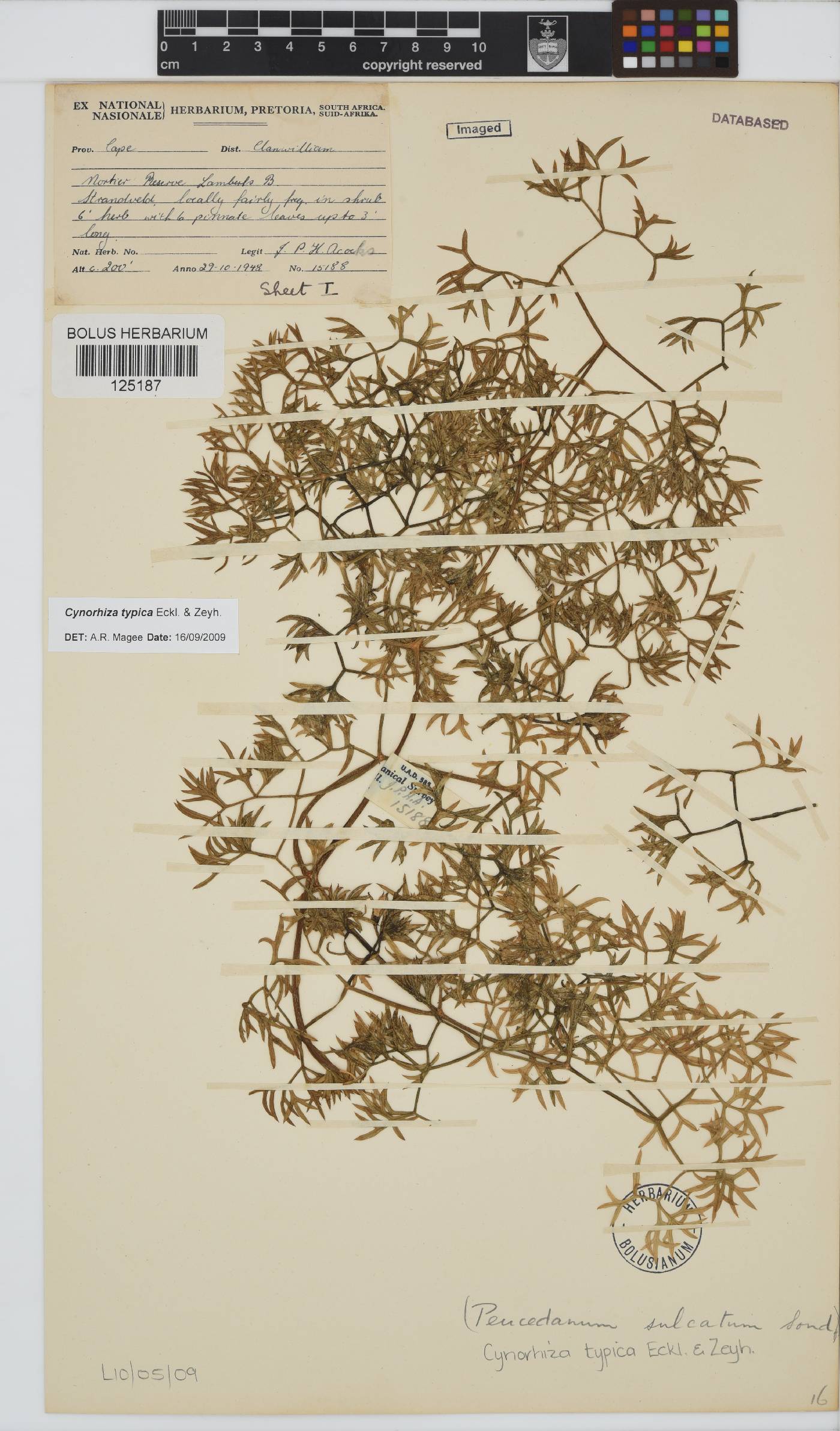 Cynorhiza typica image