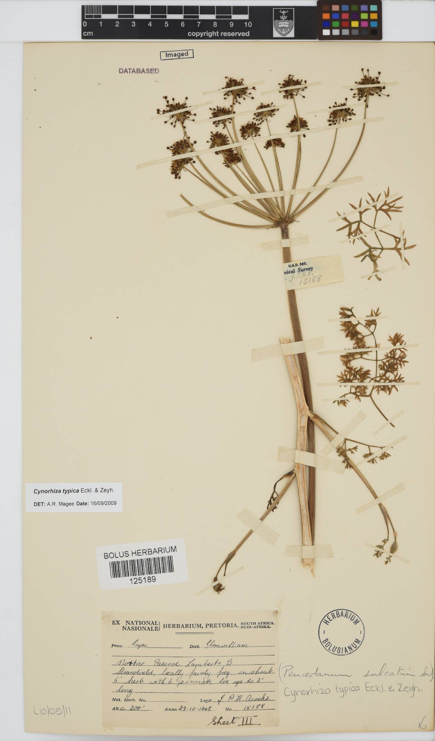 Cynorhiza image