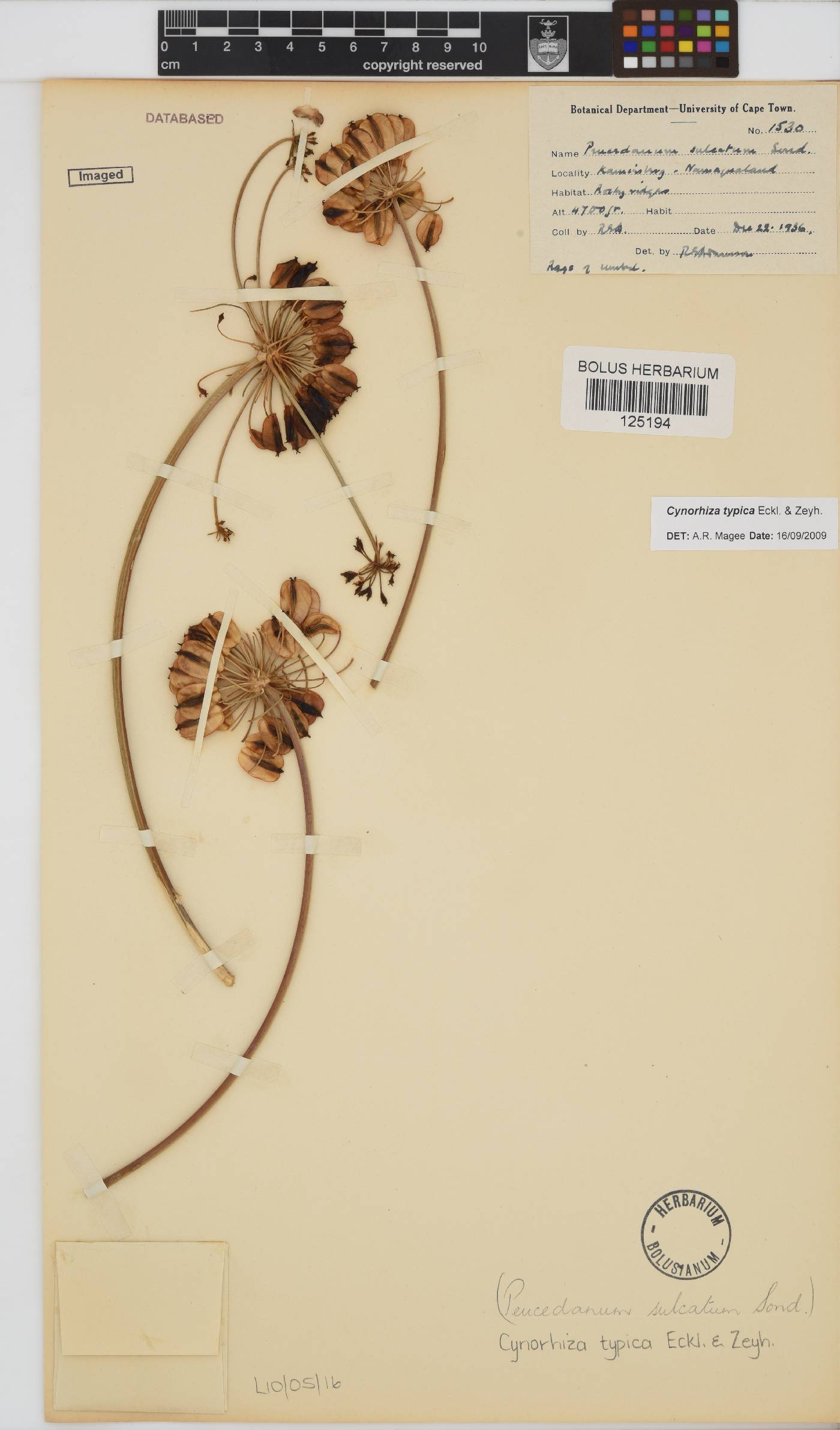 Cynorhiza typica image