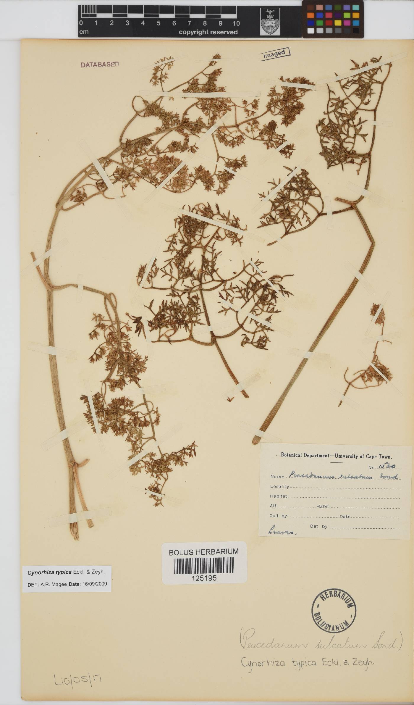 Cynorhiza typica image