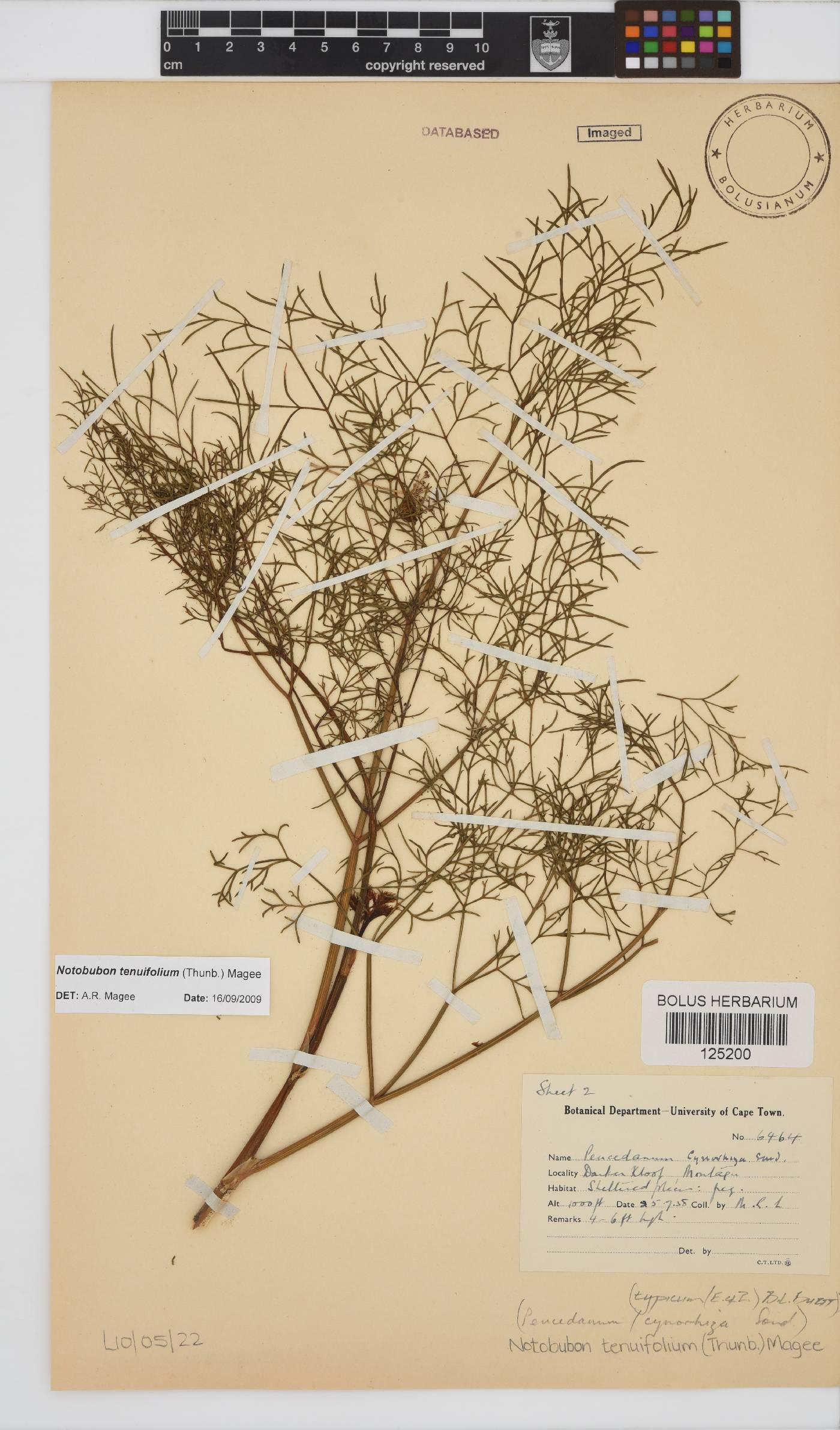 Notobubon tenuifolium image