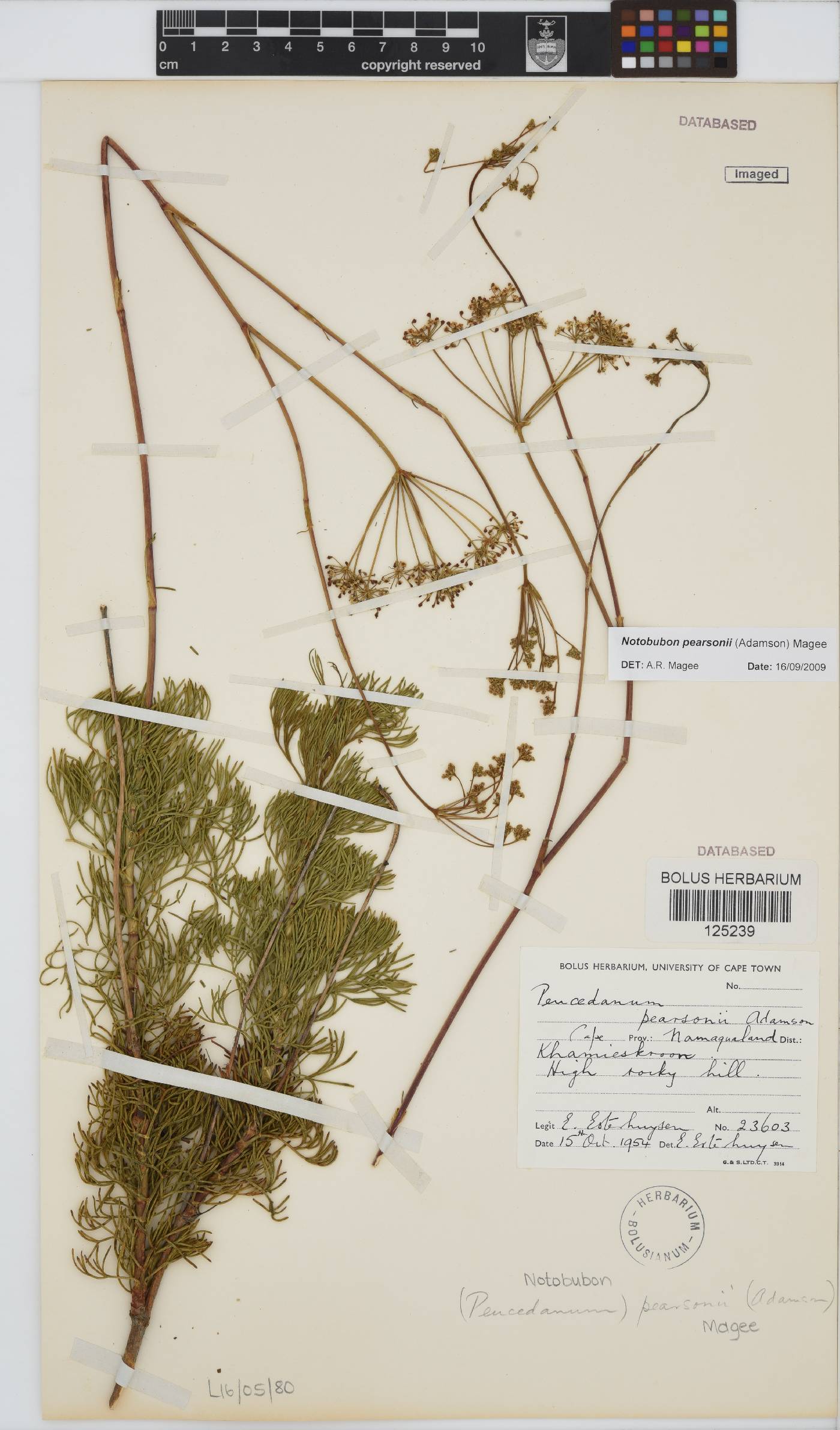 Notobubon pearsonii image