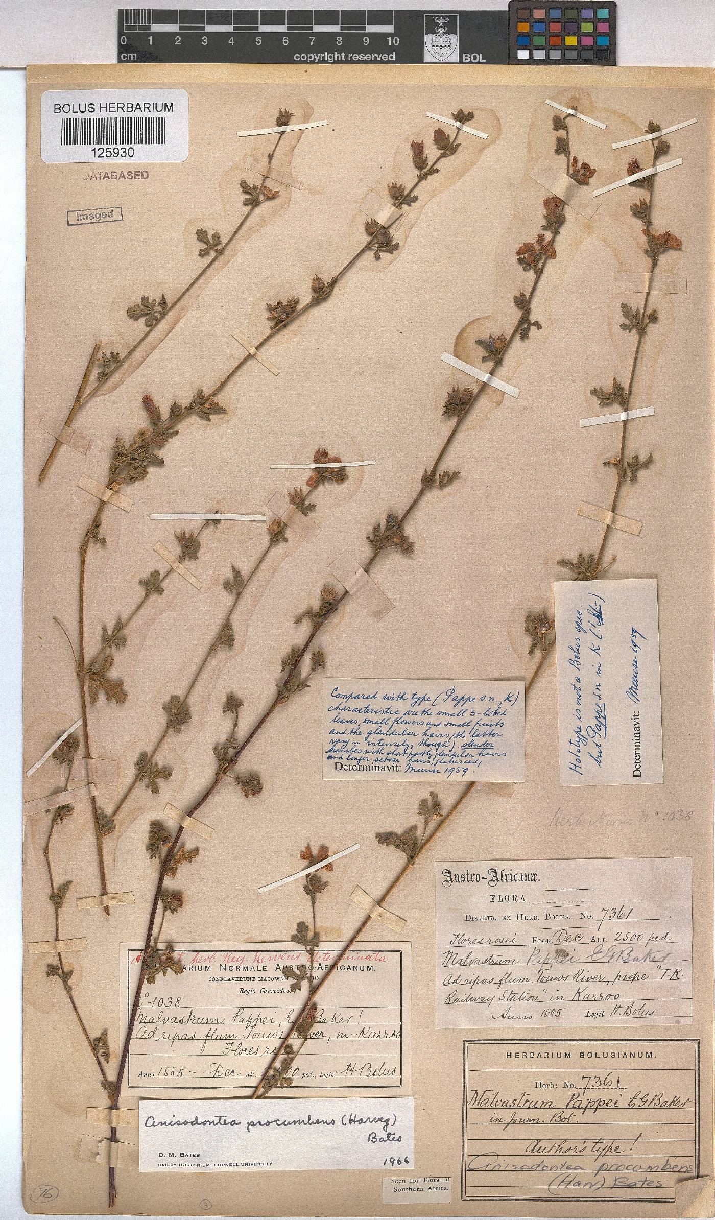 Anisodontea procumbens image