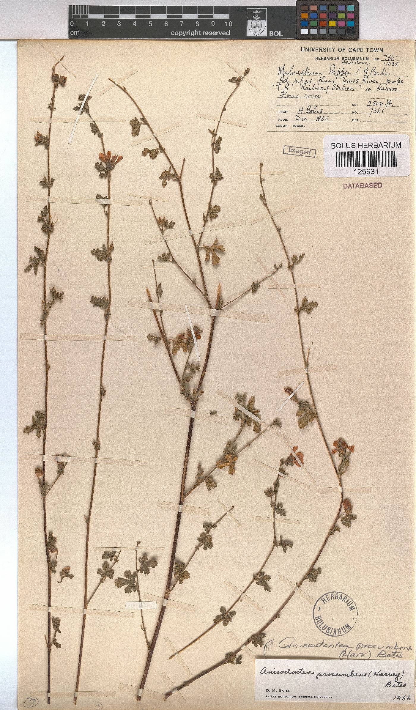 Anisodontea procumbens image