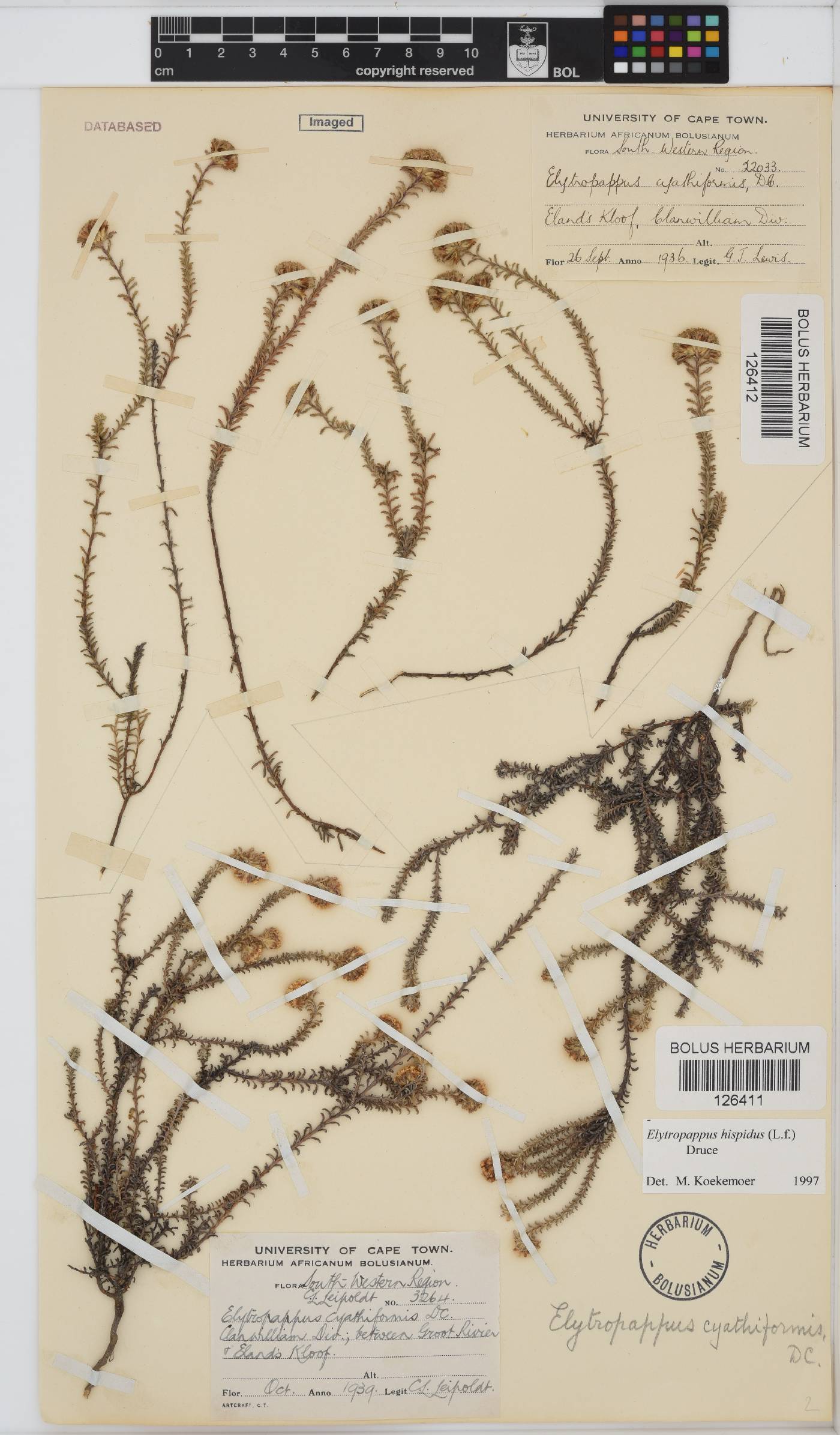 Elytropappus hispidus image