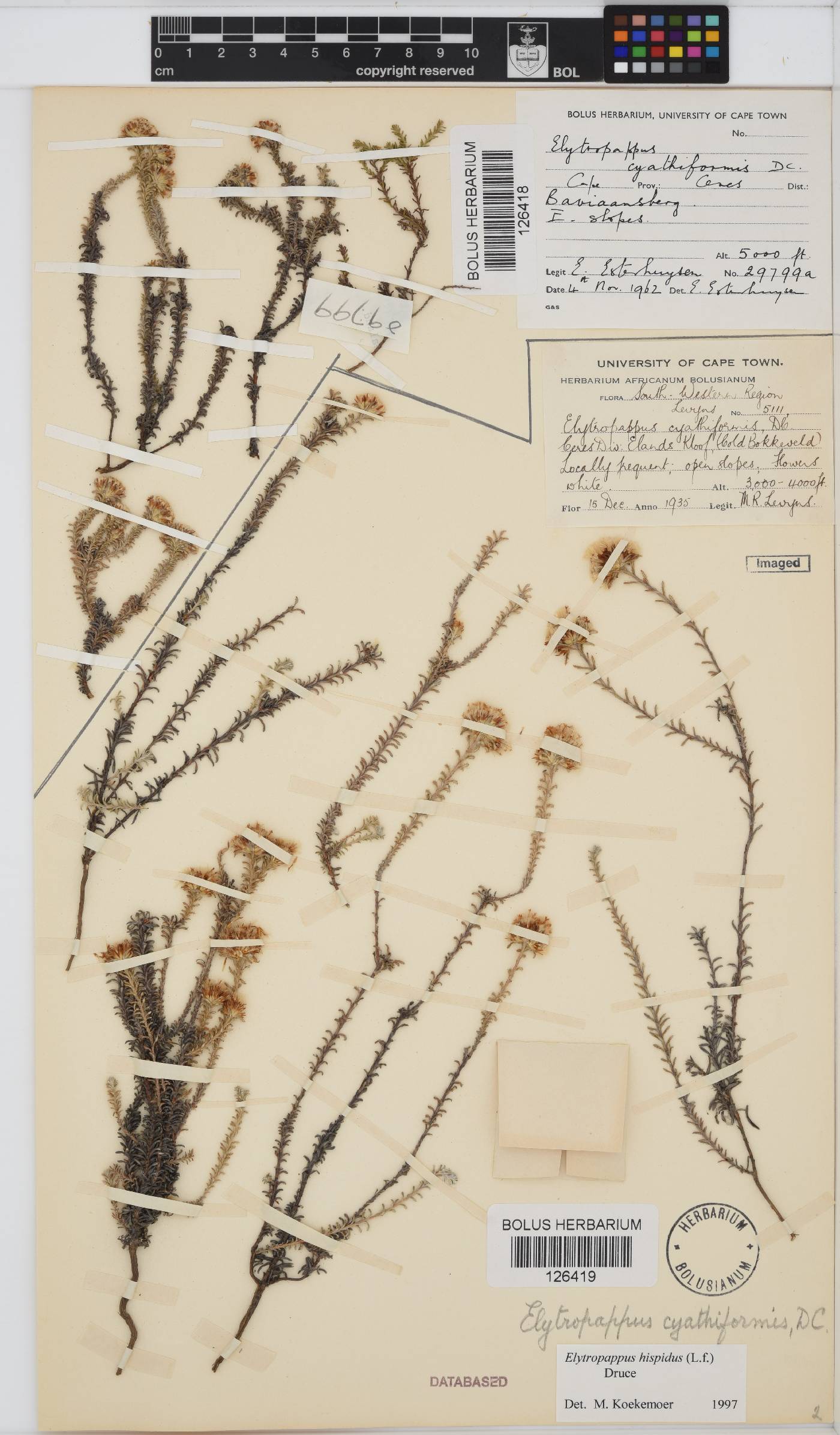 Elytropappus hispidus image