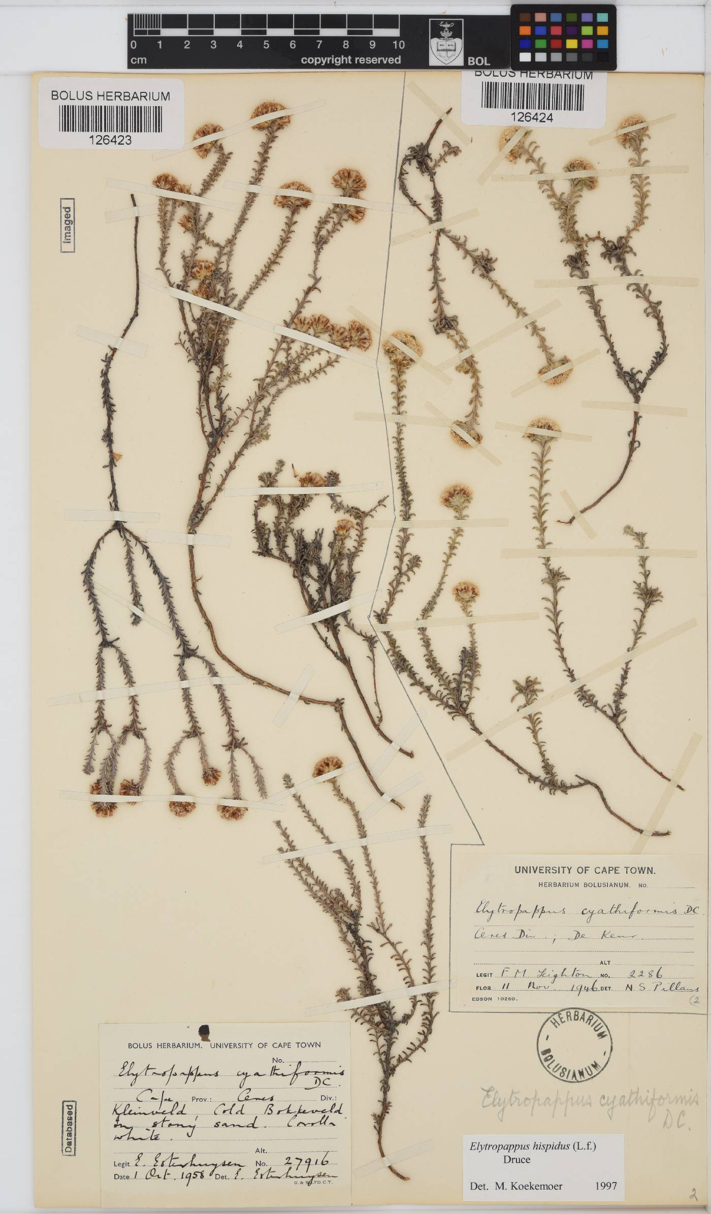 Elytropappus hispidus image