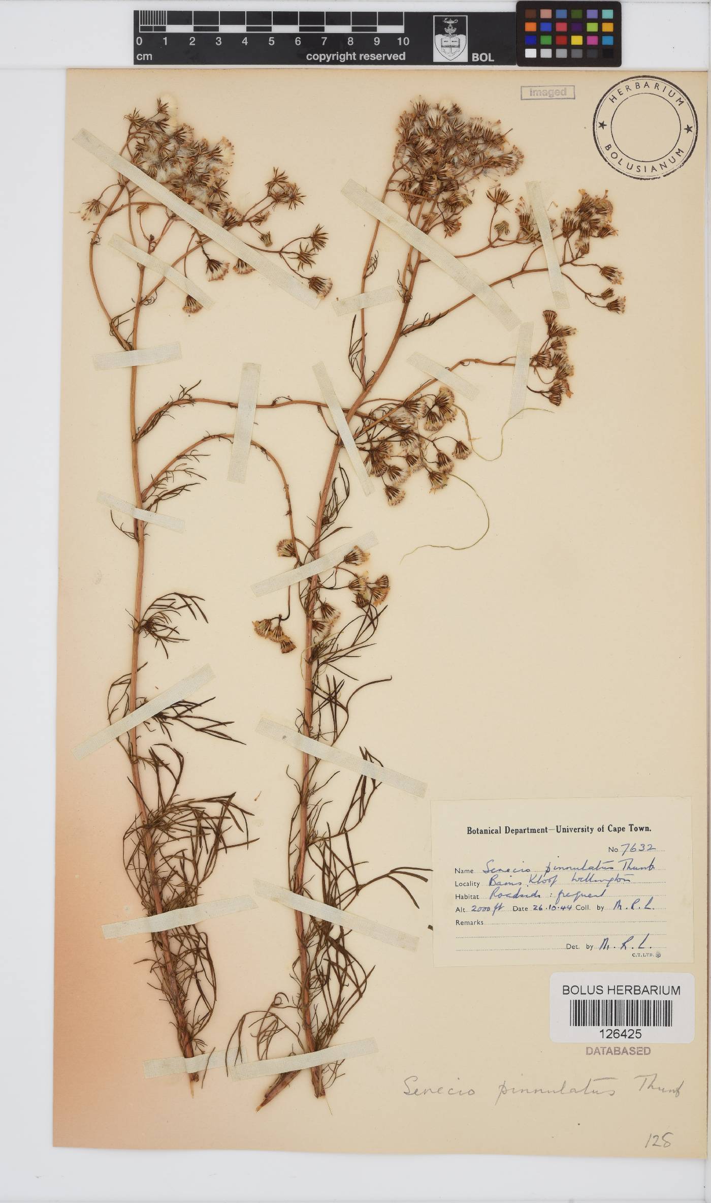 Senecio pinnulatus image