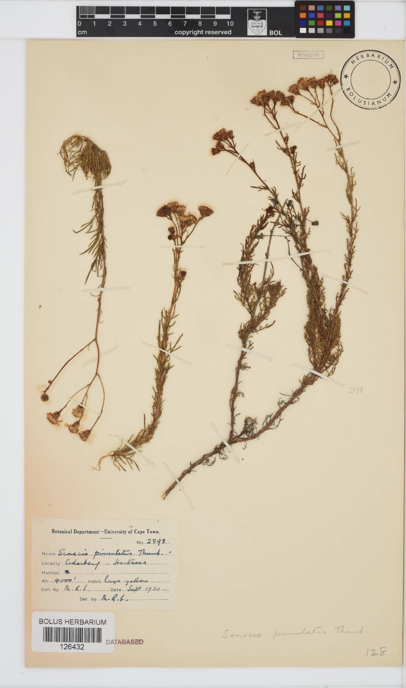 Senecio pinnulatus image