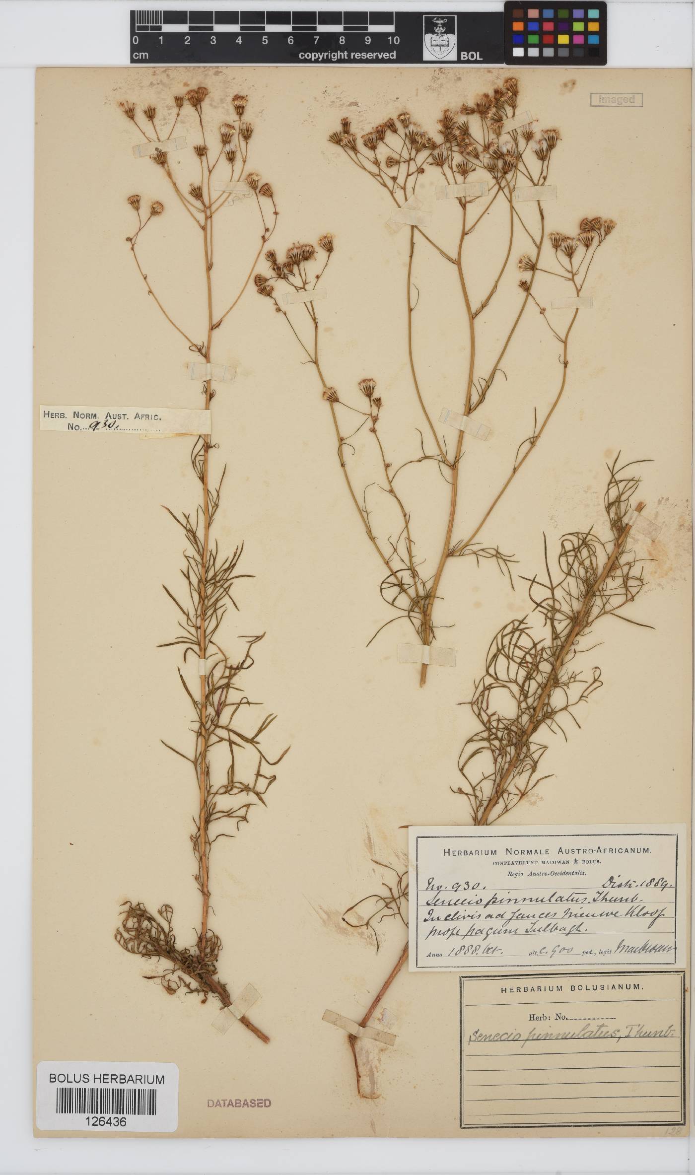 Senecio pinnulatus image