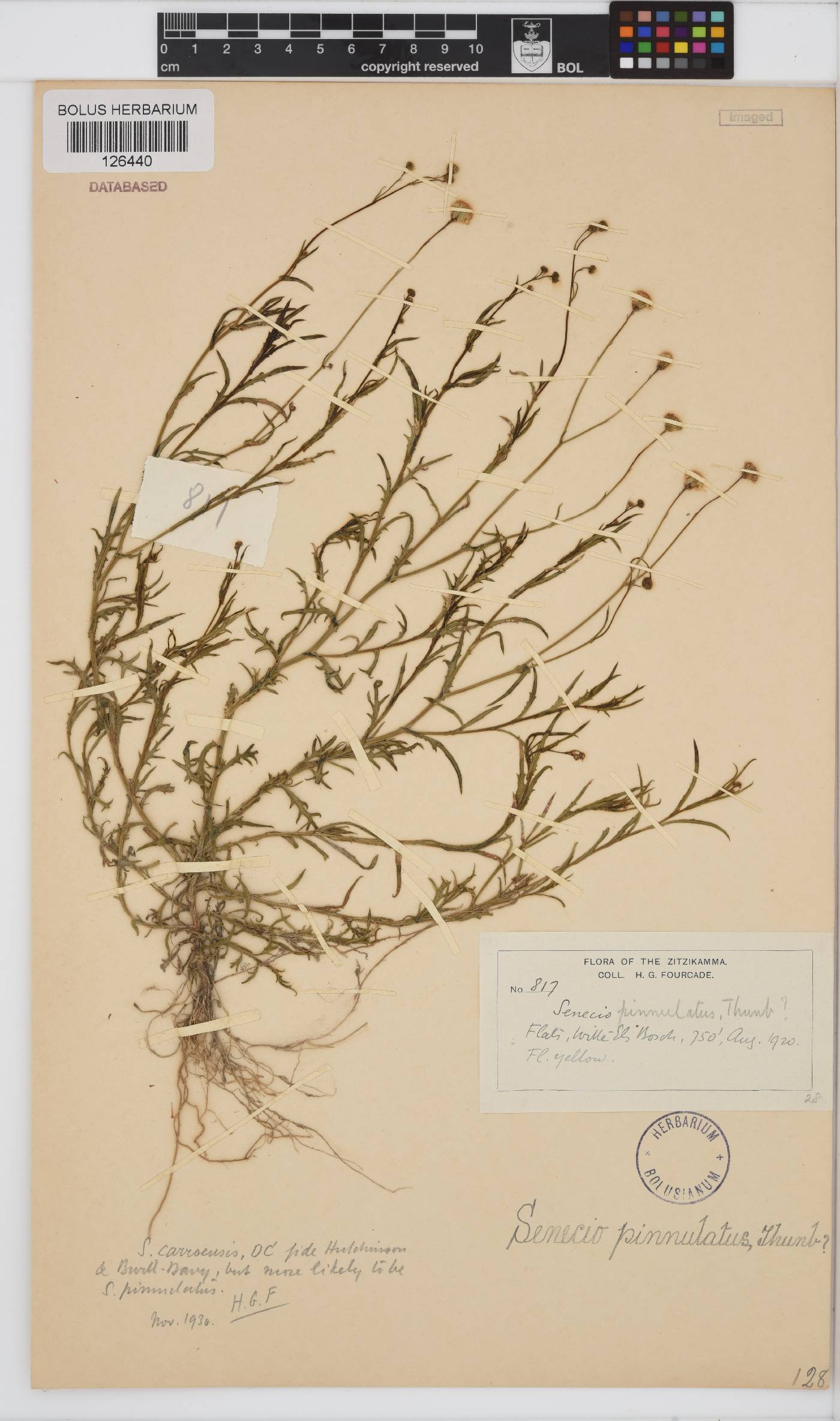 Senecio pinnulatus image