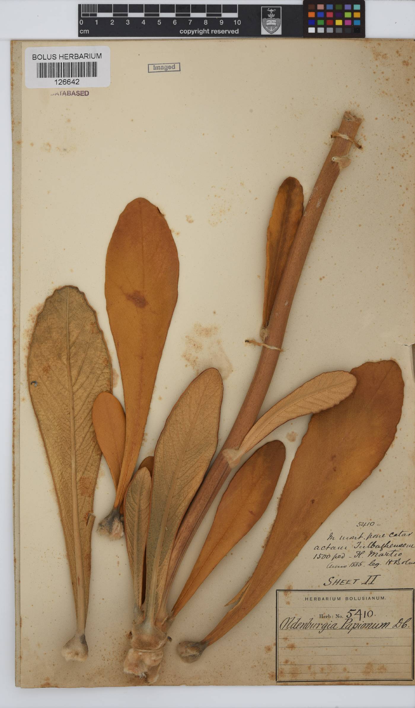 Oldenburgia papionum image