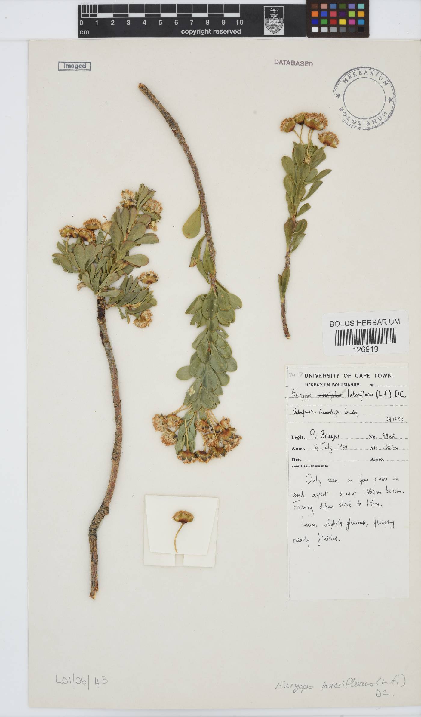 Euryops lateriflorus image