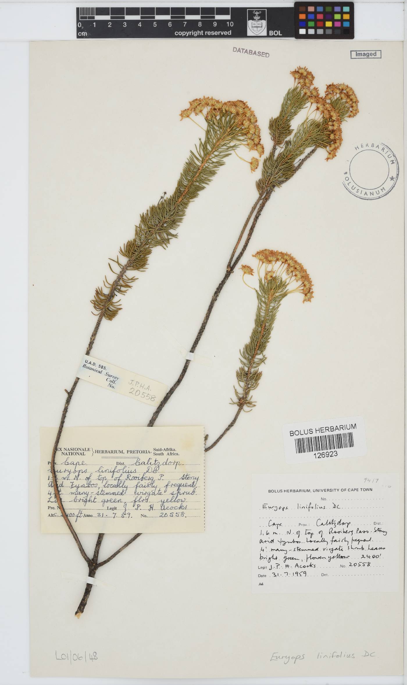 Euryops linifolius image