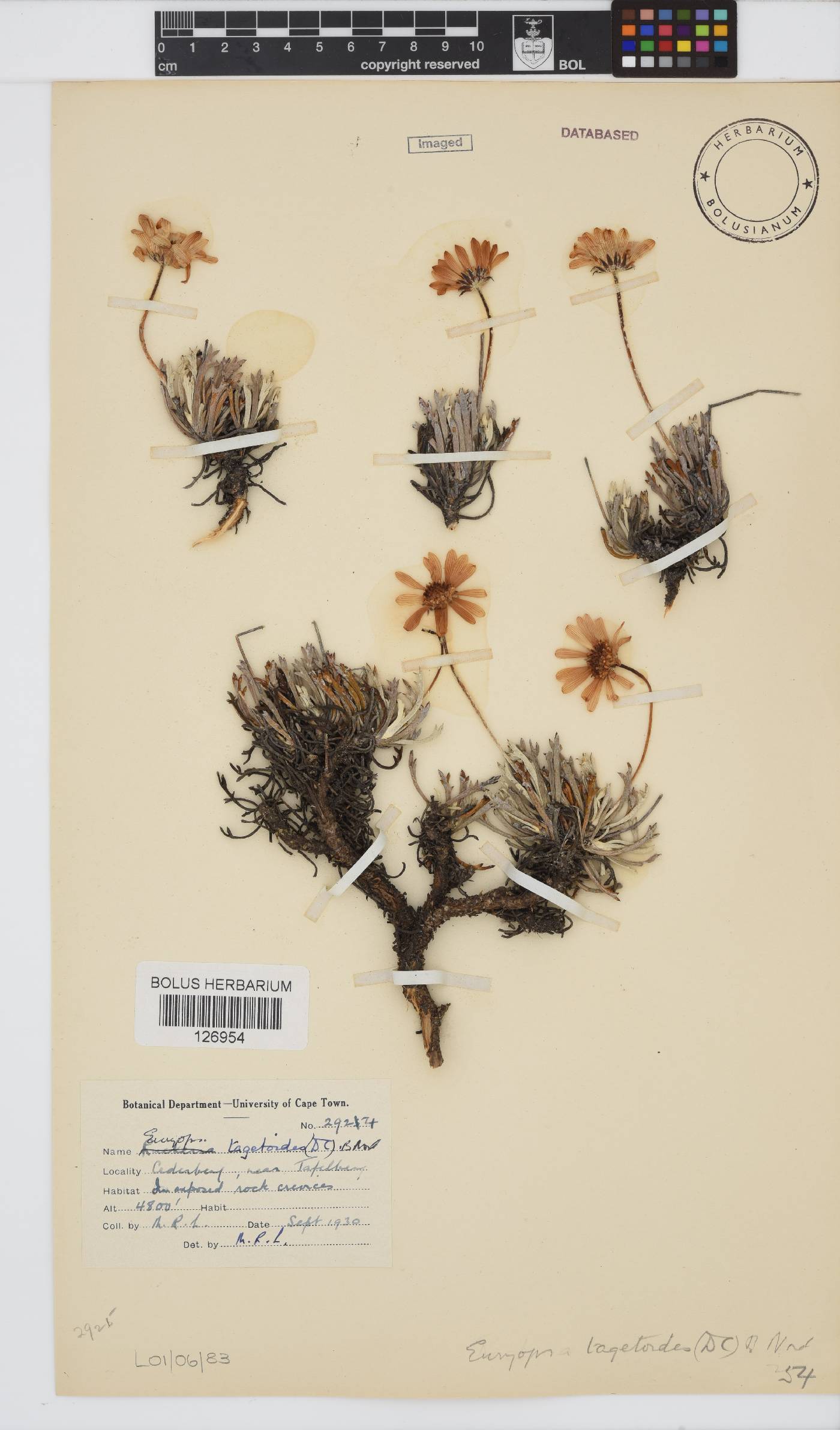 Euryops tagetoides image