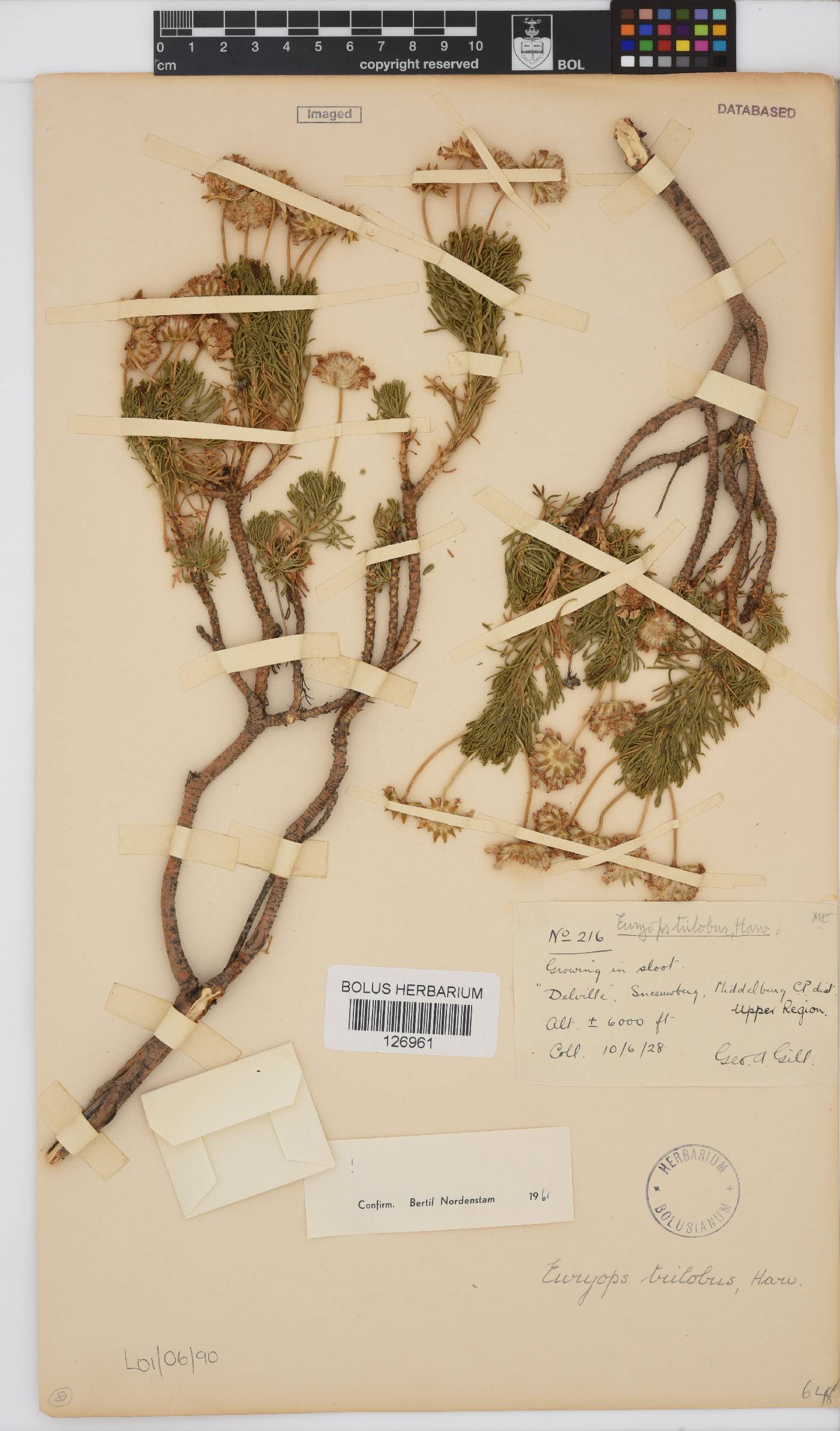 Euryops trilobus image