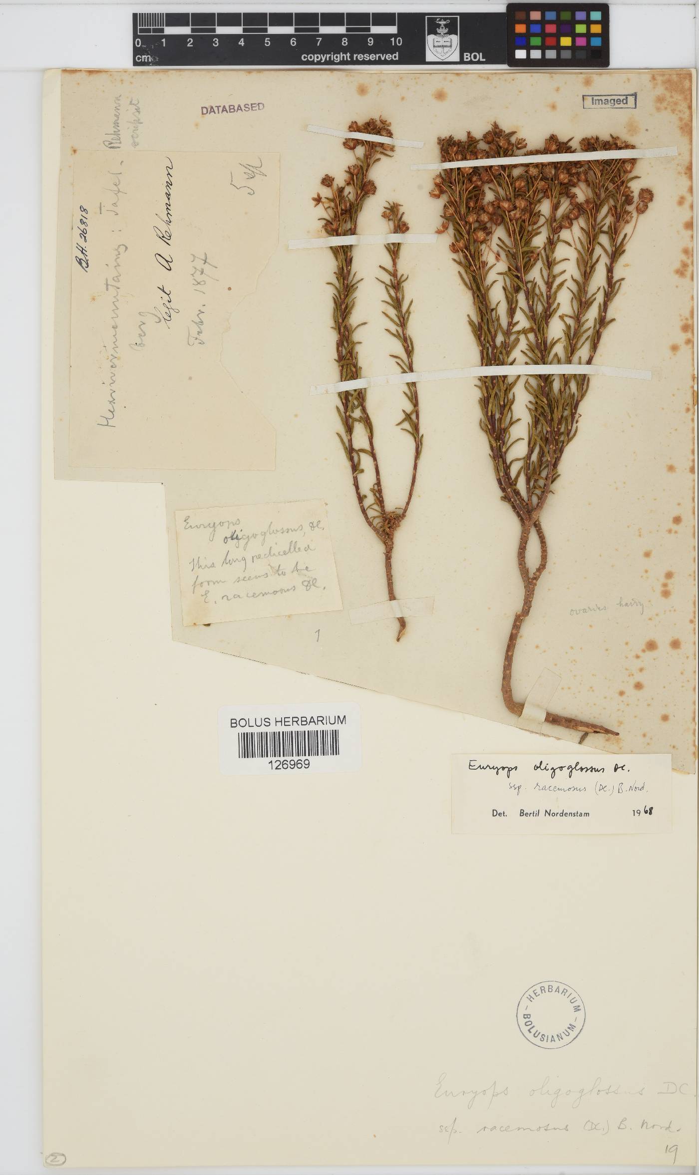 Euryops oligoglossus image