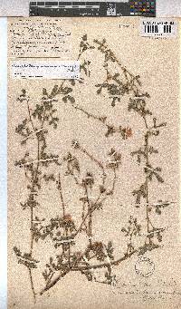 Anisodontea procumbens image