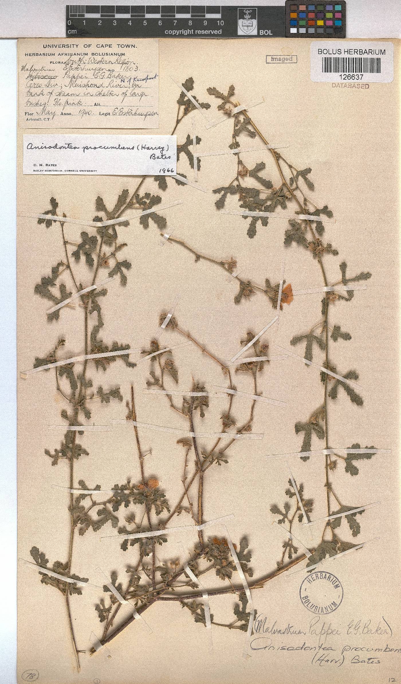 Anisodontea procumbens image