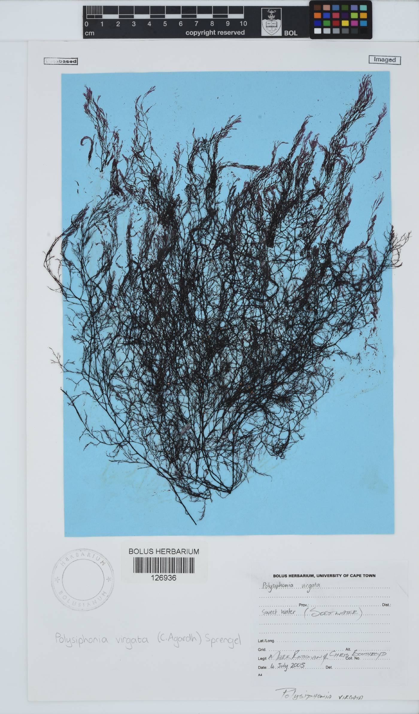 Carradoriella virgata image