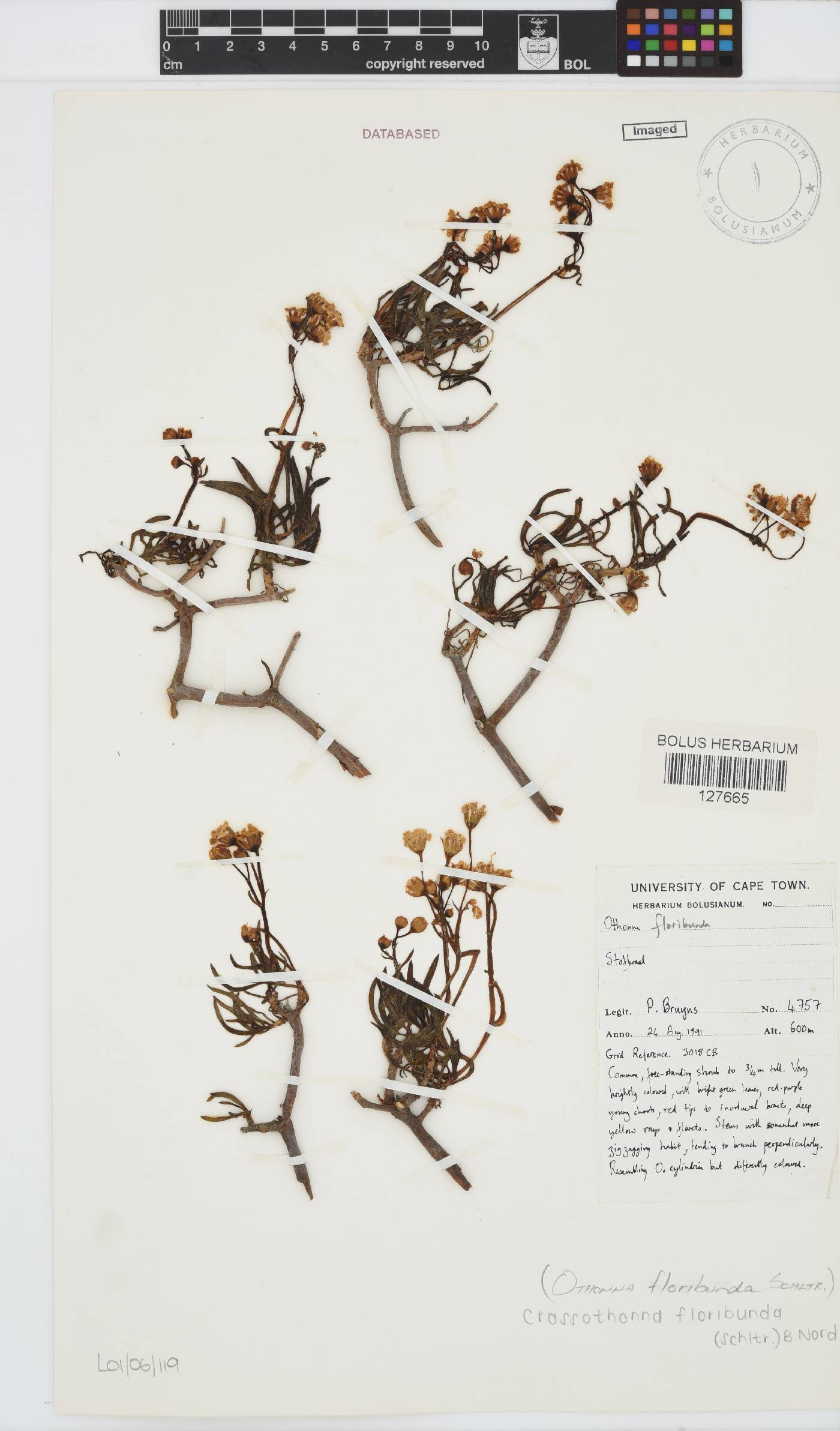 Crassothonna floribunda image