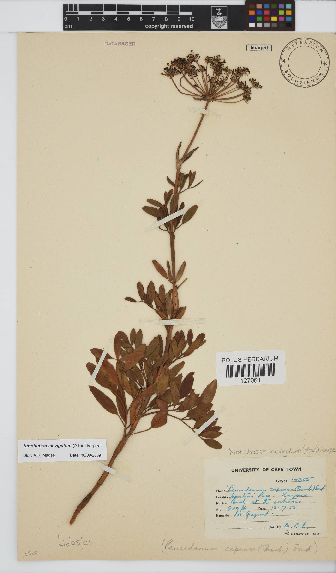 Notobubon laevigatum image