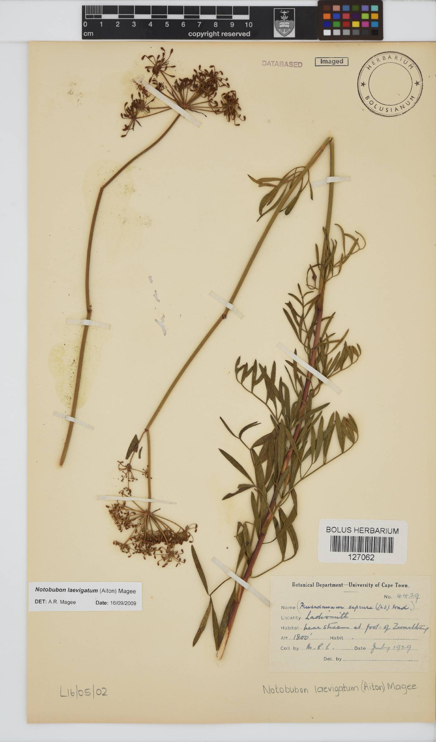 Notobubon laevigatum image