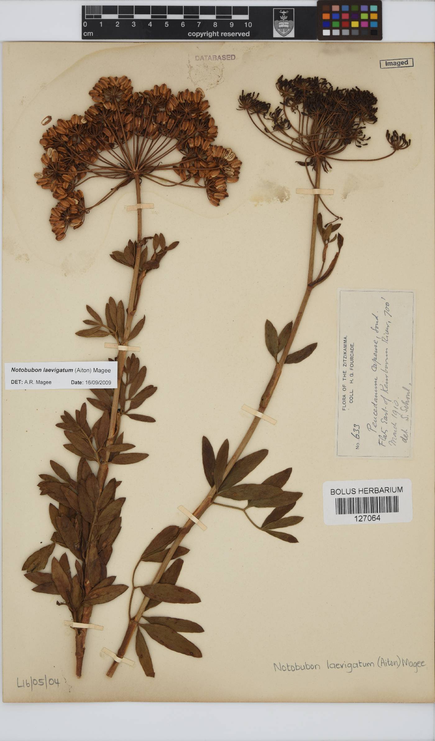 Notobubon laevigatum image