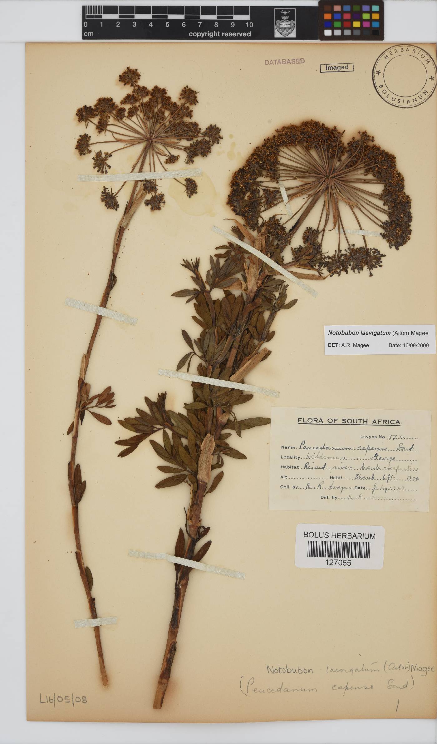 Notobubon laevigatum image
