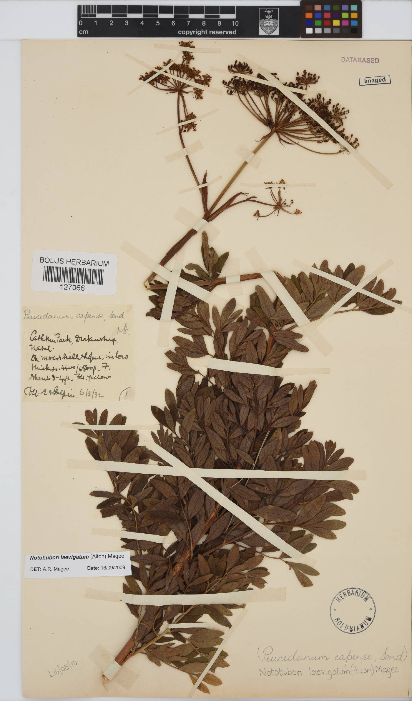 Notobubon laevigatum image