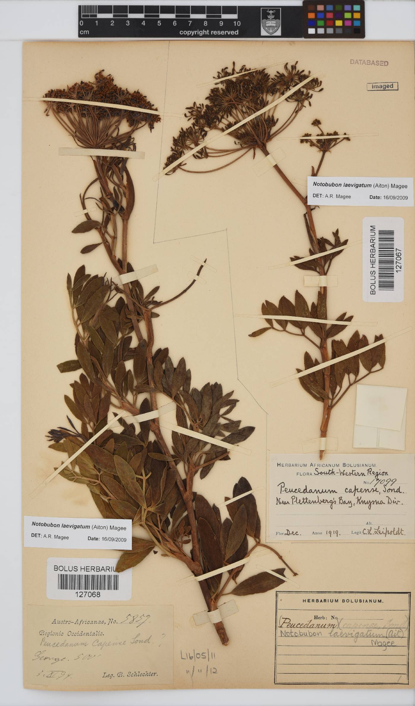 Notobubon laevigatum image