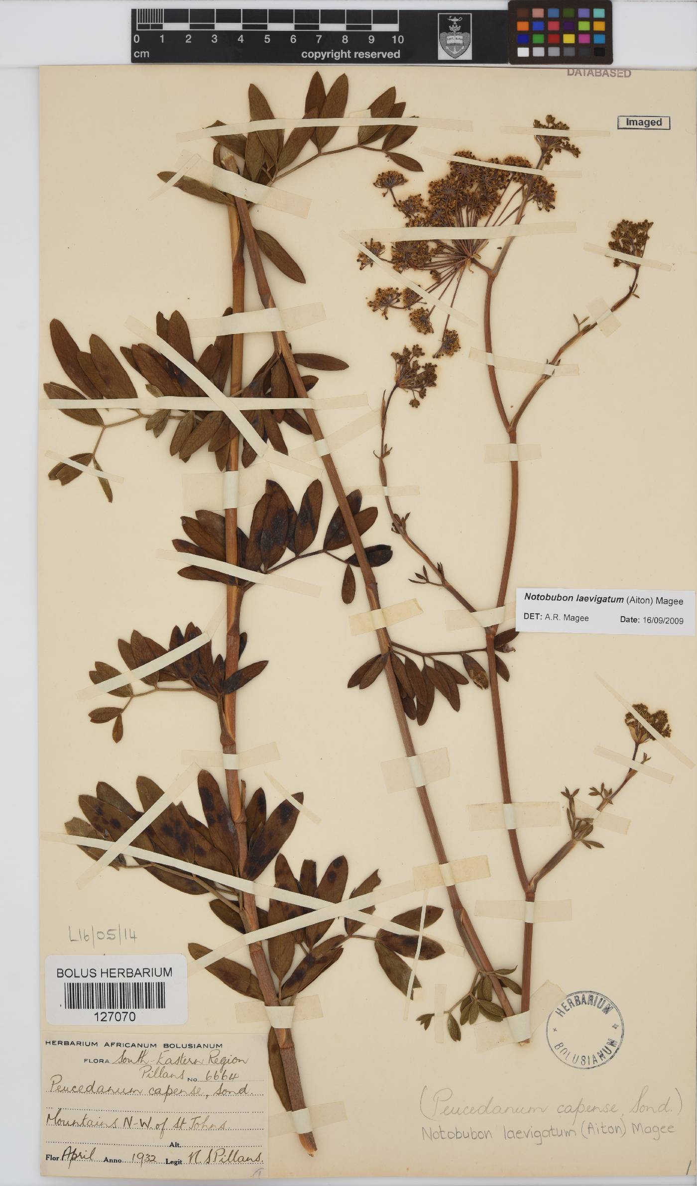 Notobubon laevigatum image
