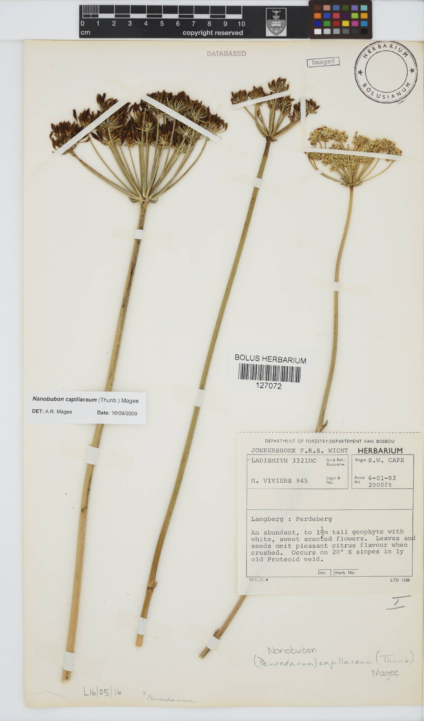 Nanobubon capillaceum image