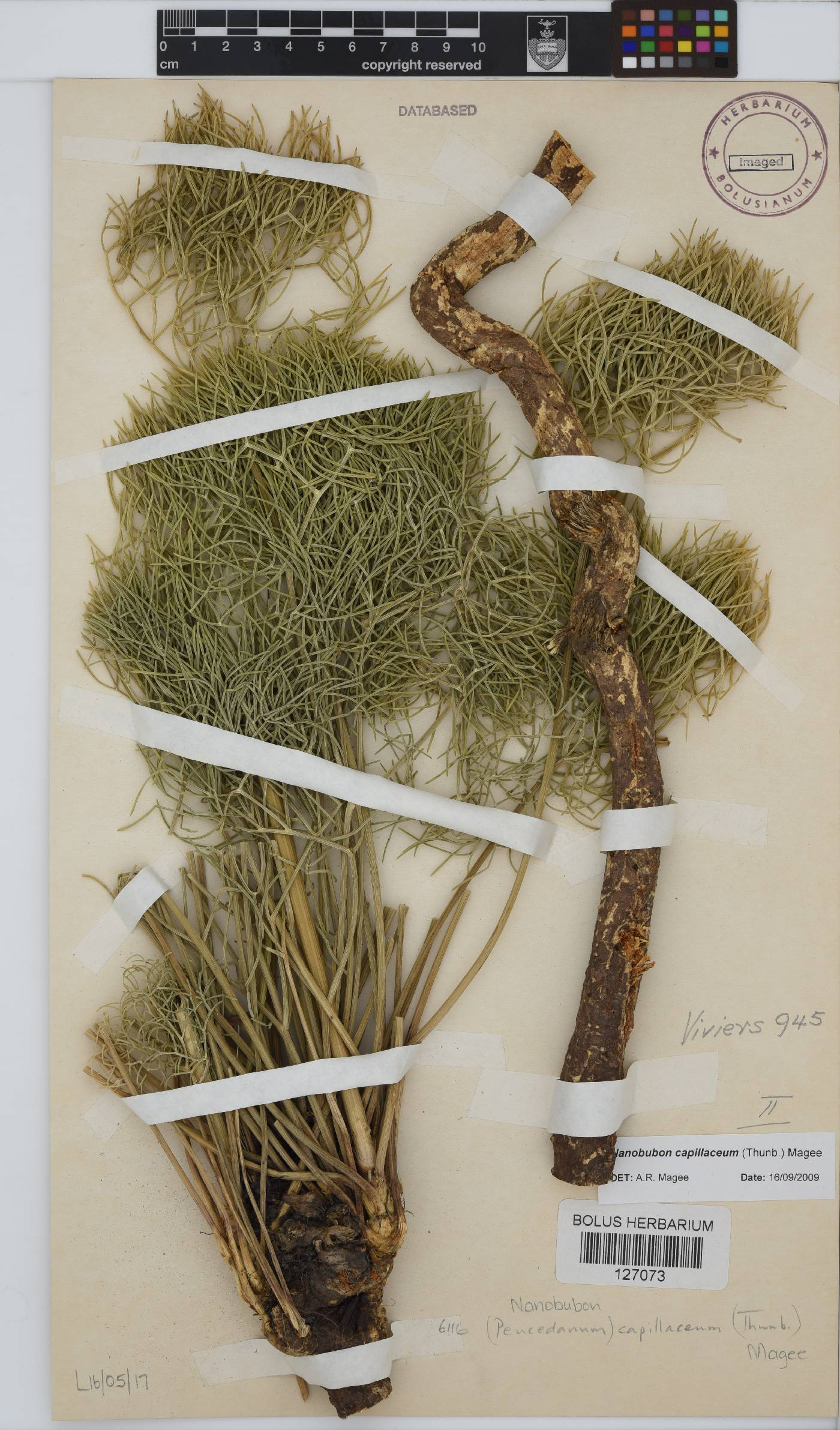 Nanobubon capillaceum image