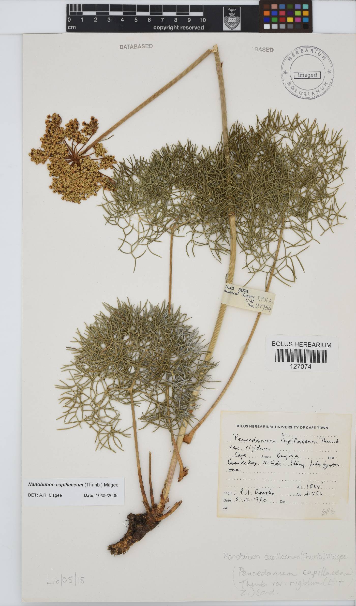 Nanobubon capillaceum image
