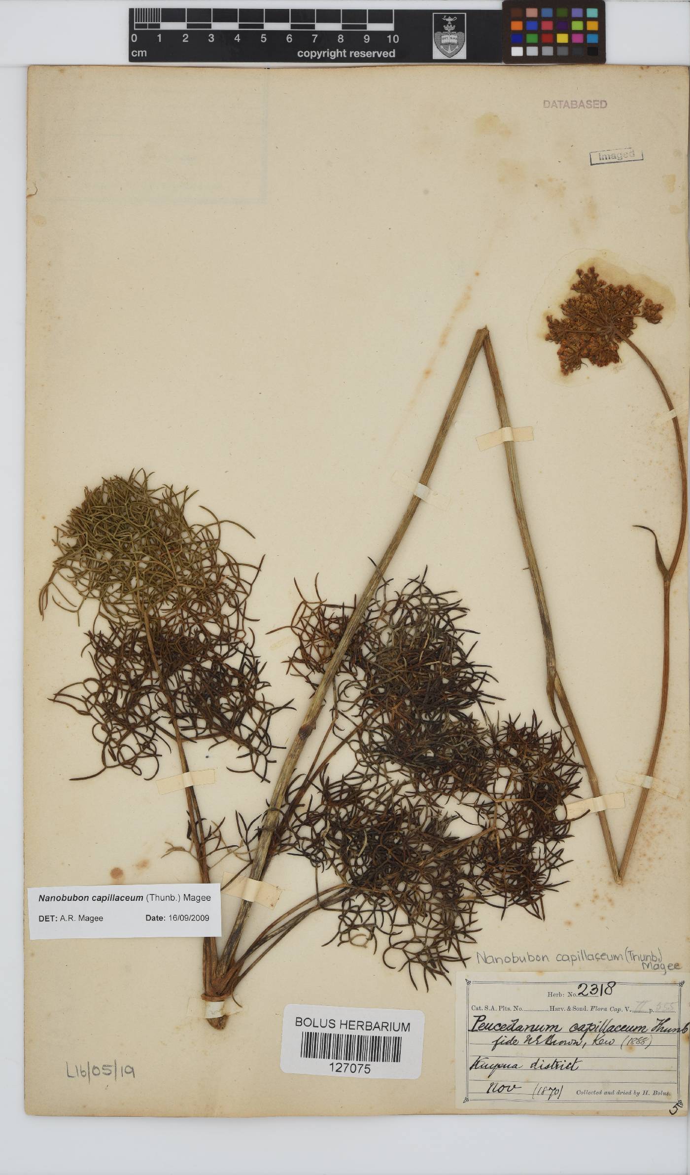 Nanobubon capillaceum image