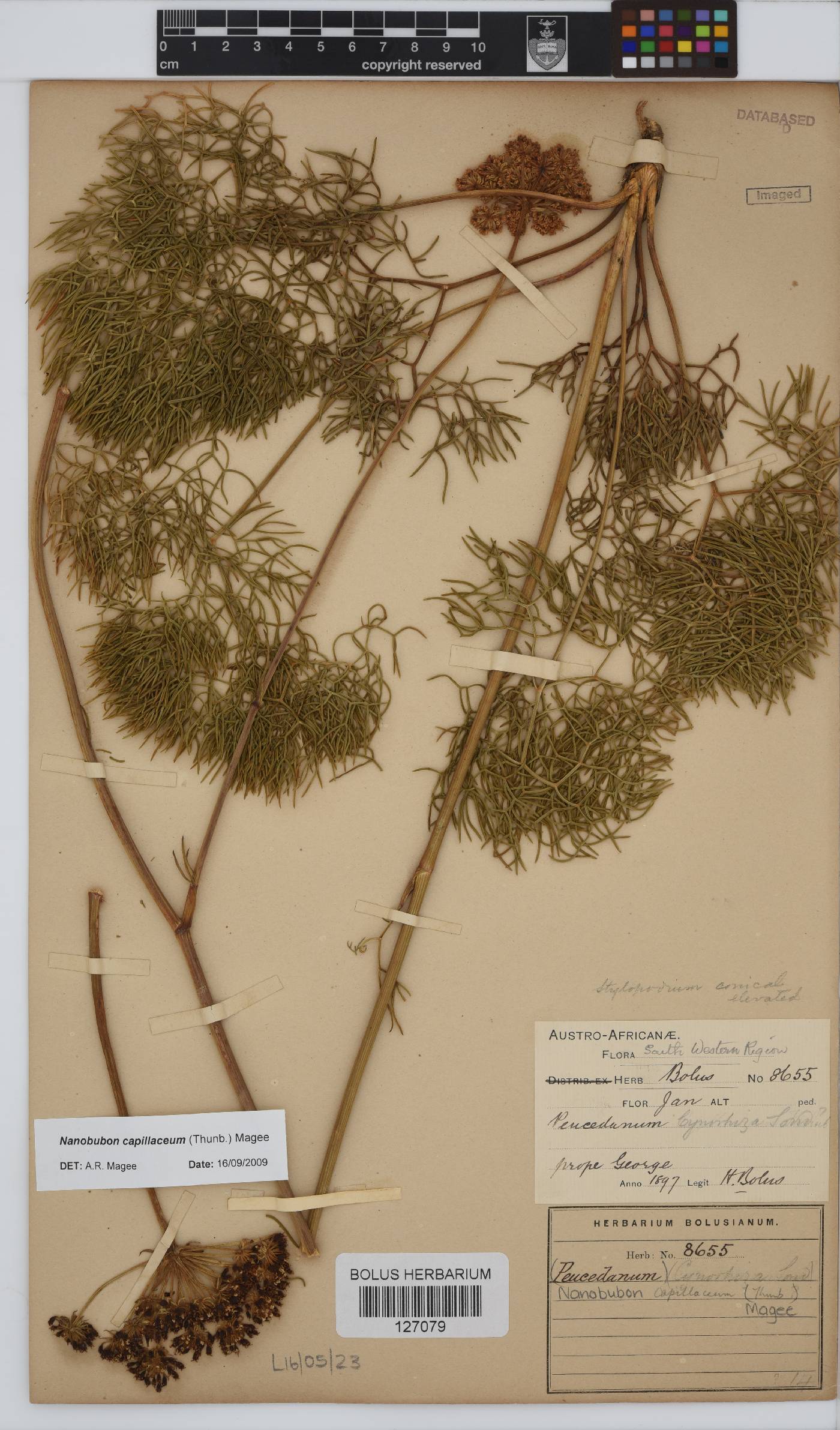 Nanobubon capillaceum image